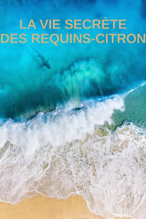La vie secrète des requins citron (2021) poster