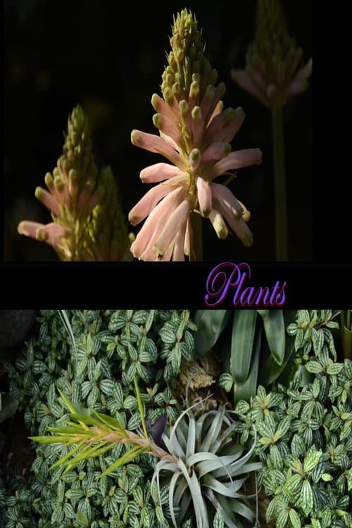 Plants (2026) poster
