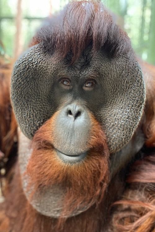 Sam the Orangutan foto