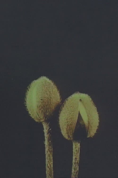Lin­naeus’ Flow­er Clock (1998) poster