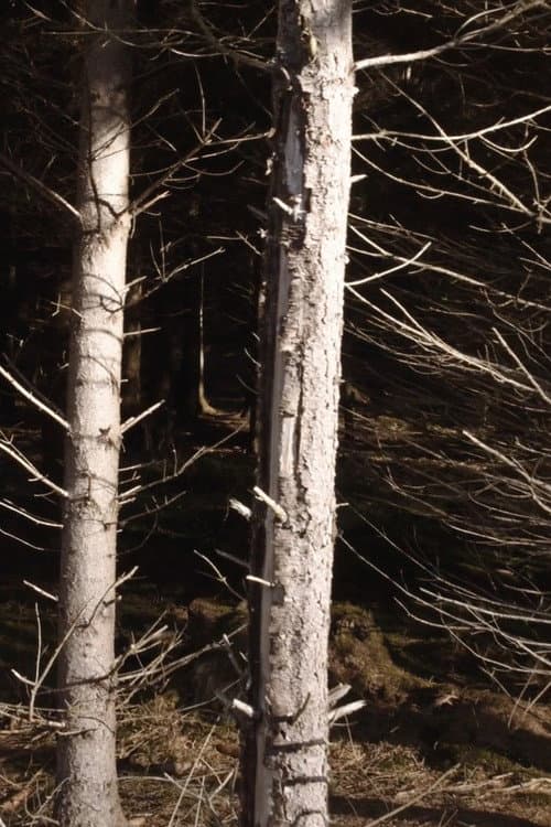 Recreational Forest (2020) poster