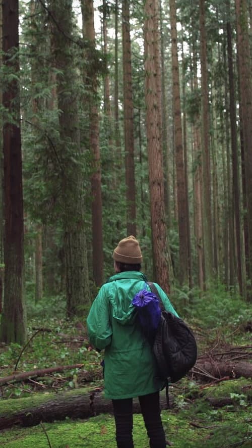 Forest Movie (2017) poster