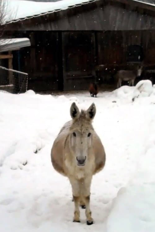 Esel mit Schnee (2011) poster