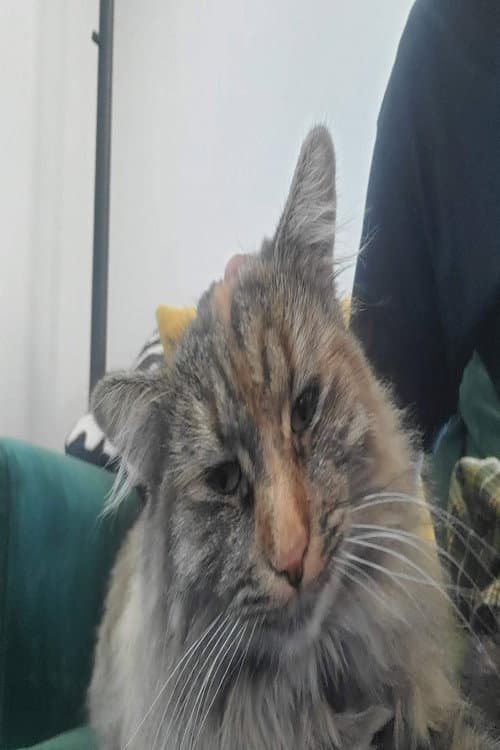 Penny the Cat foto