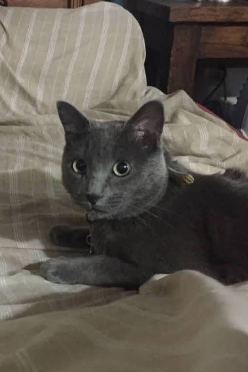 Cocteau foto