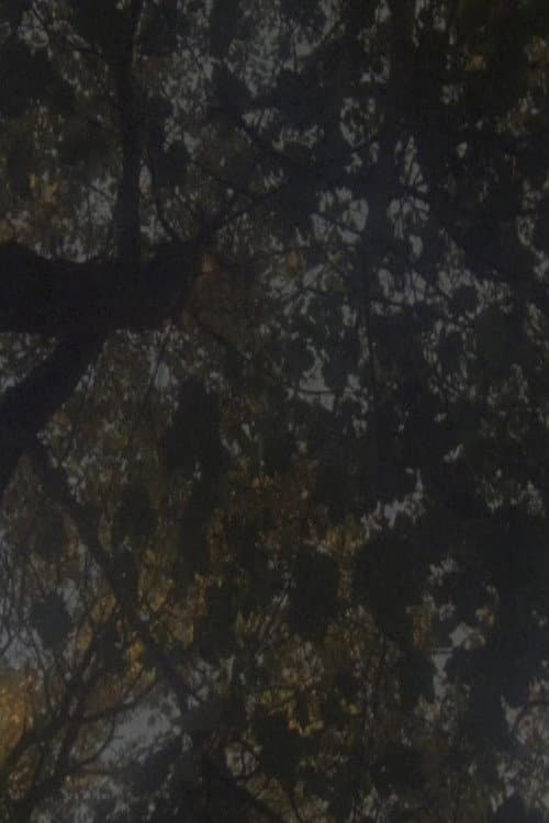 Not as Old as the Trees (2014) poster