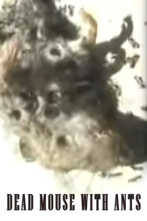 Dead Mouse with Ants (2002) poster