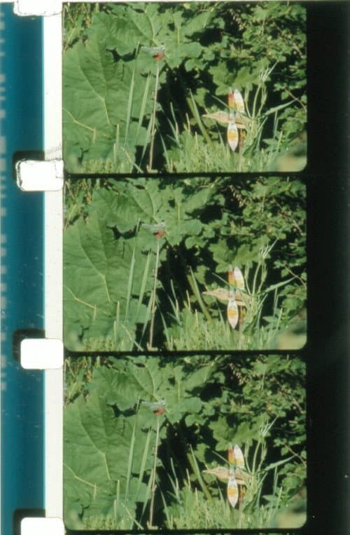 Jardin du marais (2010) poster