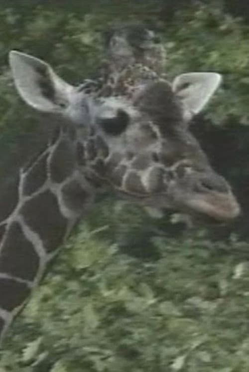 Luis Bunuel Die Flecken der Giraffe (1991) poster