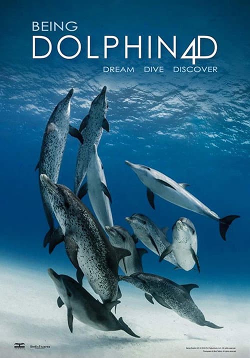 Being Dolphin 4D (2018) poster