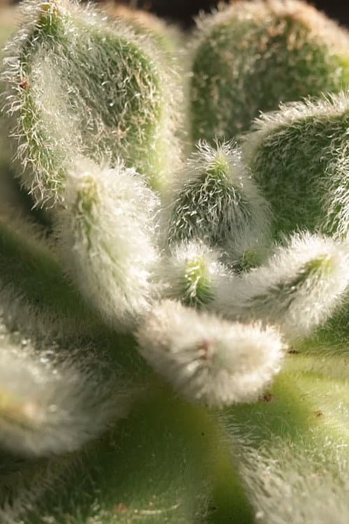 Cactus Touch (2023) poster