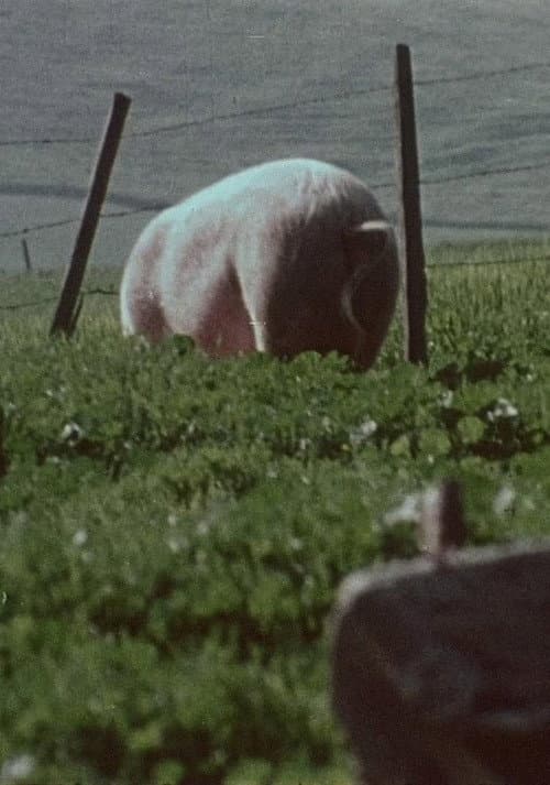 Pigs! (1967) poster