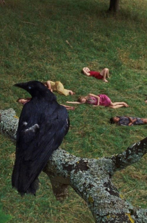 The Bird Game (2019) poster