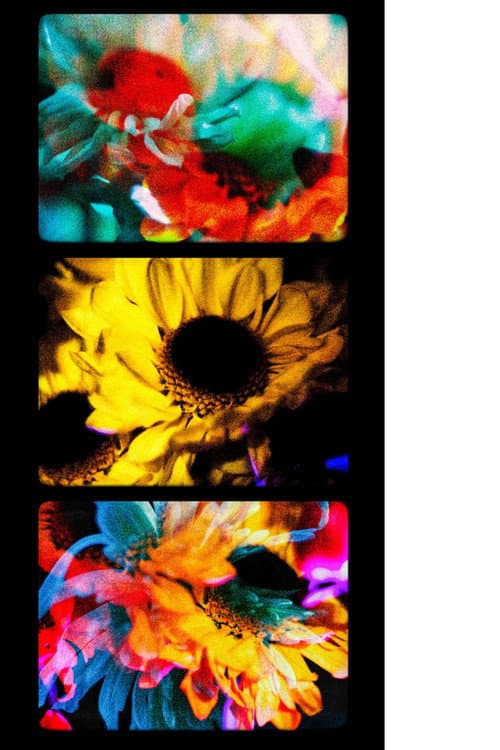 Flores (II) (2025) poster