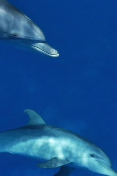 Meditate like a Dolphin (2025) poster