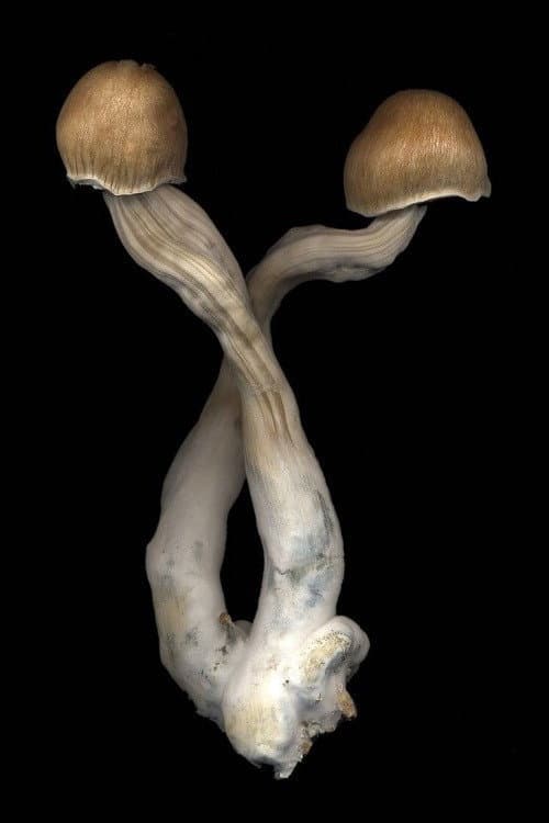 The Mushroom Archive (2022) poster