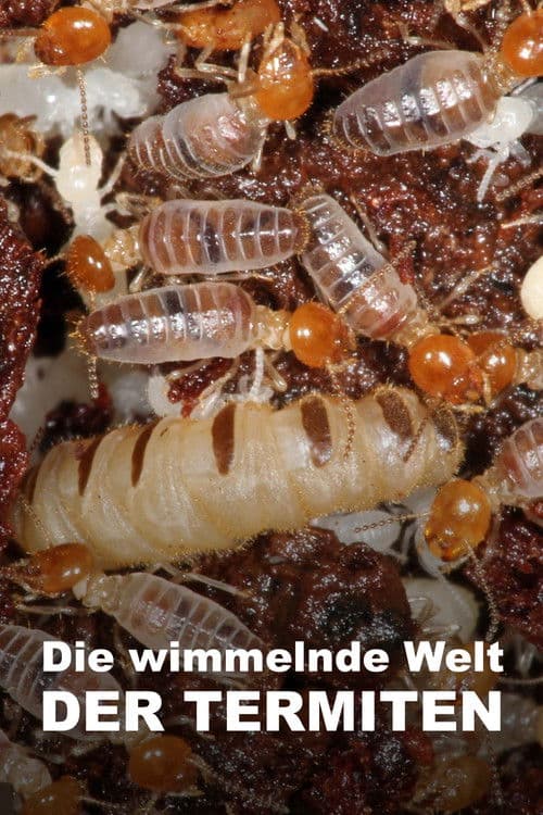 Svět podle termitů (2018) poster