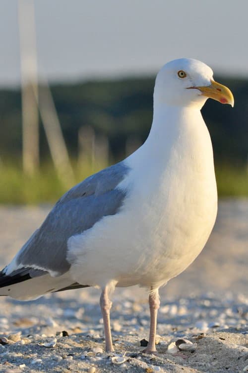 seagull foto