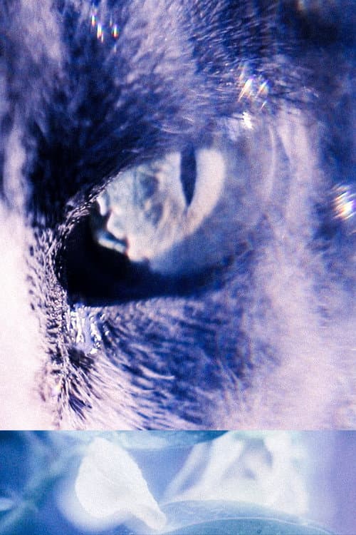 Con los Ojos de mi Gato (2024) poster
