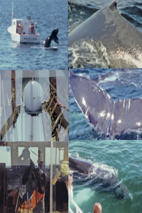 Whale Watch (2) (2022) poster