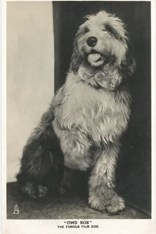 Owd Bob (1924) poster