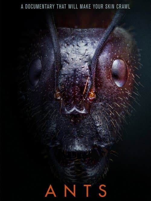 Ants (2023) poster