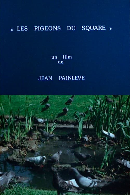 Les pigeons du square (1982) poster