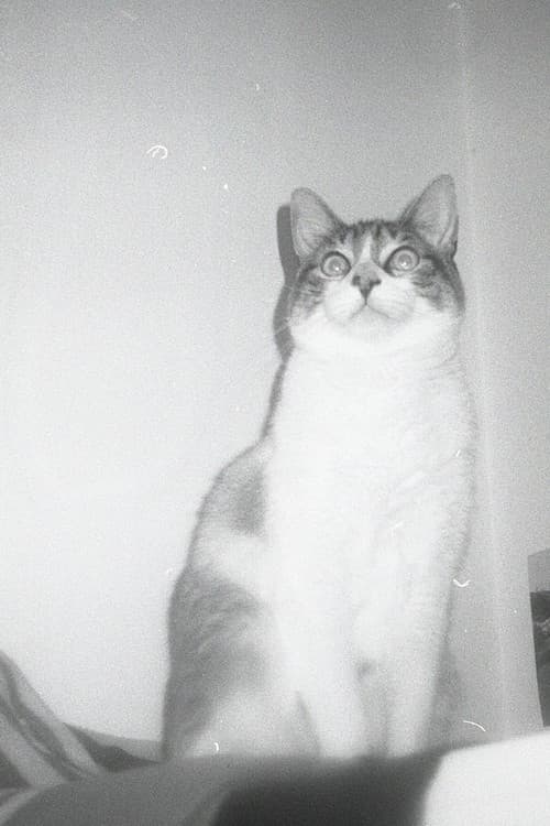 Jones foto