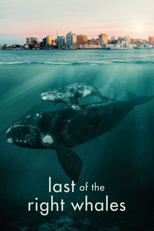 Last of the Right Whales (2021) poster
