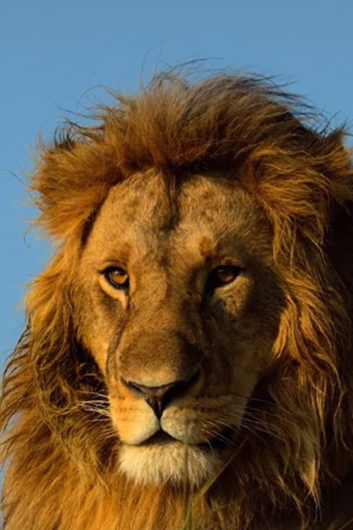 Serengeti (2023) poster