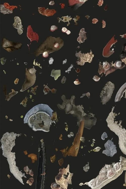 AI Mold Garden (2022) poster