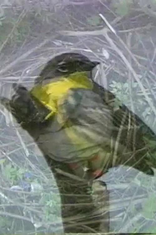 Why Not a Sparrow (2003) poster