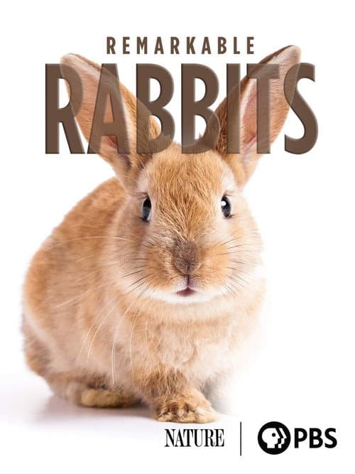 Remarkable Rabbits (2020) poster