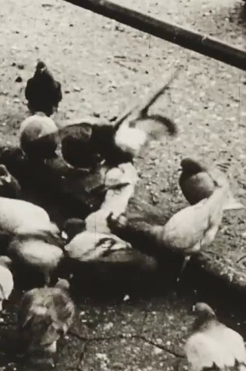 The Aviary (Short Sound Version) (1955) poster