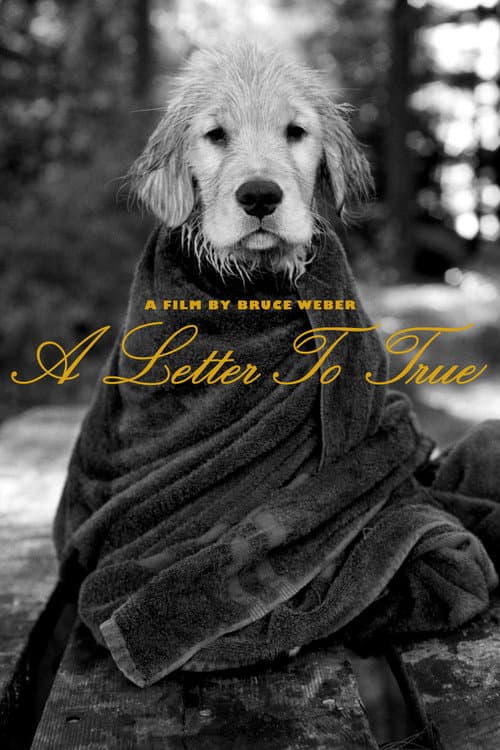 A Letter to True (2004) poster