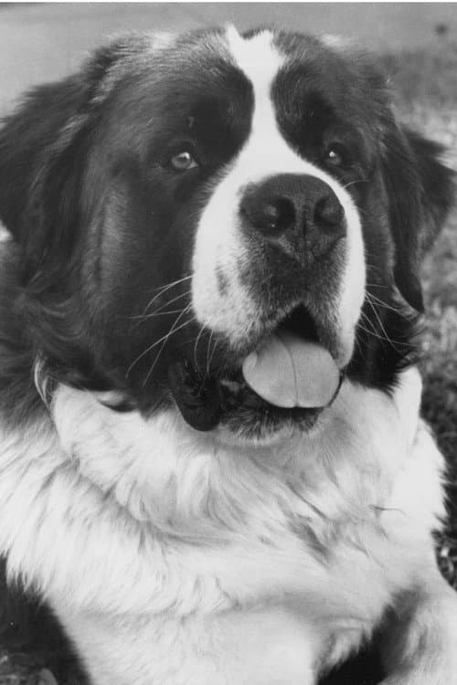 Chris the Dog foto