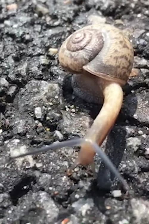 Snail foto
