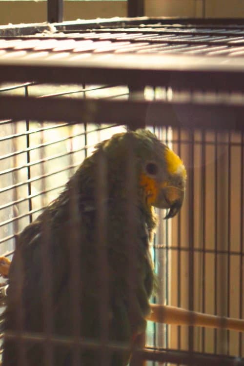 Charlie The Parrot foto