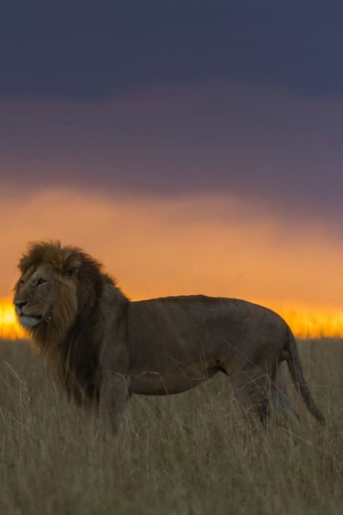 Africa's Hunters of the Night (2022) poster