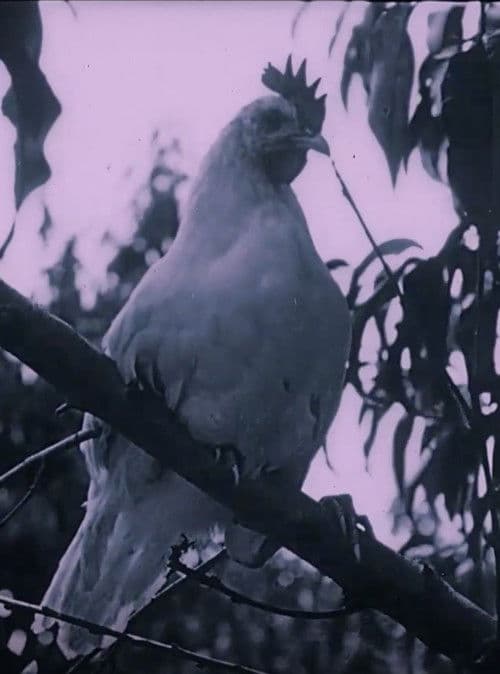 The Last Word in Chickens (1924) poster