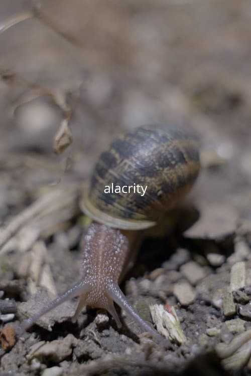 Alacrity (2024) poster