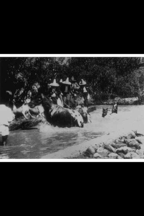 Baignade de chevaux (1896) poster