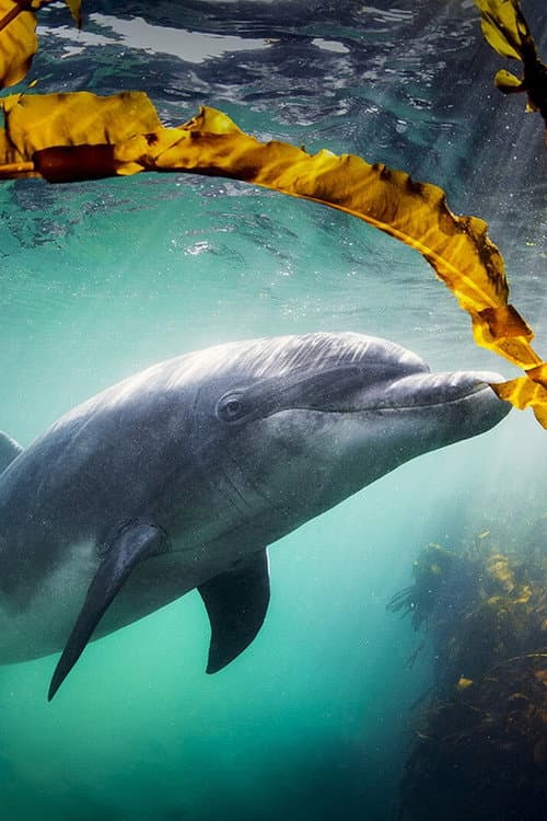 Why We Love Dolphins (2026) poster