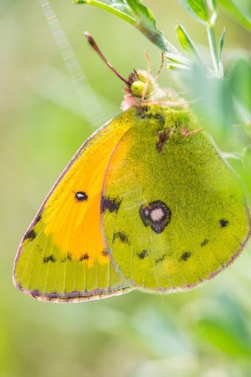 A Butterfly's Tale (2023) poster
