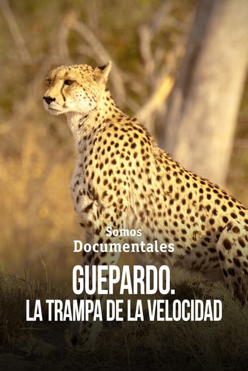 Cheetah – Speed Trap (2010) poster