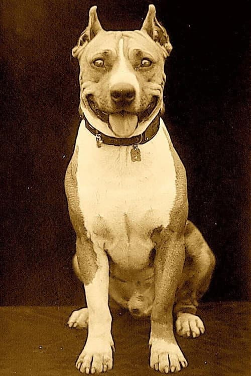 Luke the Dog foto