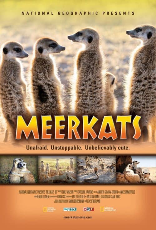 Meerkats 3D (2011) poster