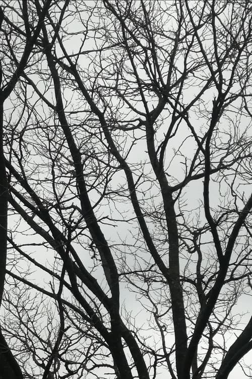 Tree Limbs (2025) poster