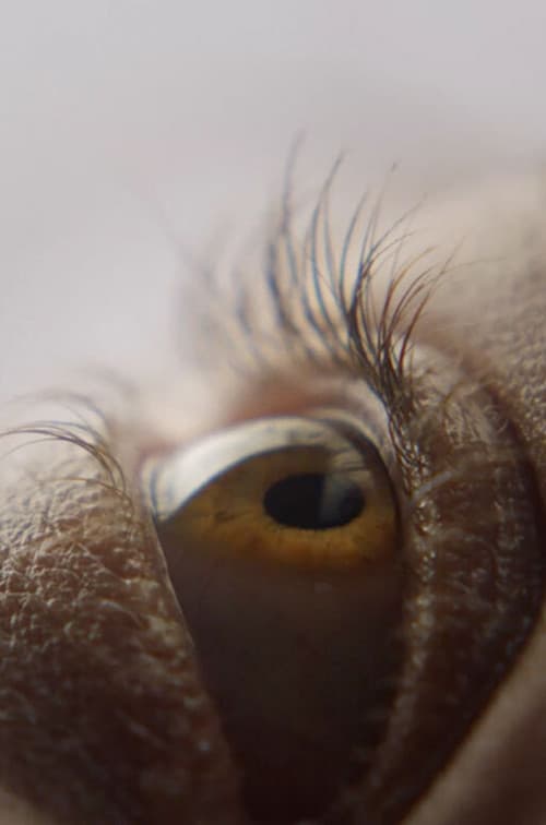 Eyelash (2019) poster