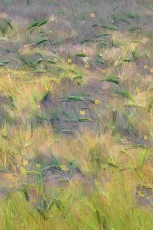 Blés, Agenvillers (2016) poster